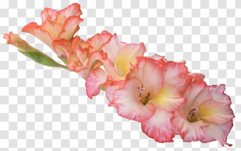 Display Resolution Gladiolus High-definition Television - Archive File - Tropical Flowers Transparent PNG