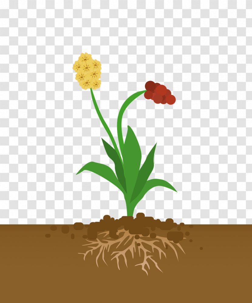 Lily Flower Cartoon - Metabolism - Flowerpot Soil Transparent PNG