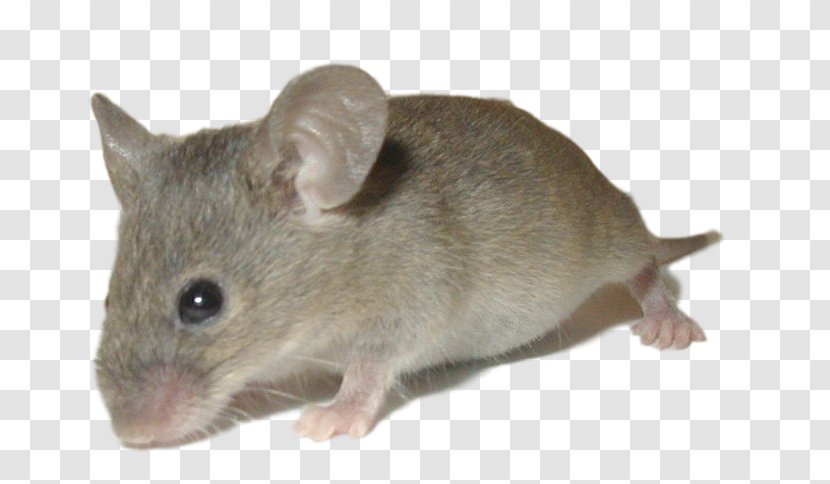 Rat House Mouse Rodent Trapping Animal - Nuisance Wildlife Management - Best Squirrel Traps Transparent PNG