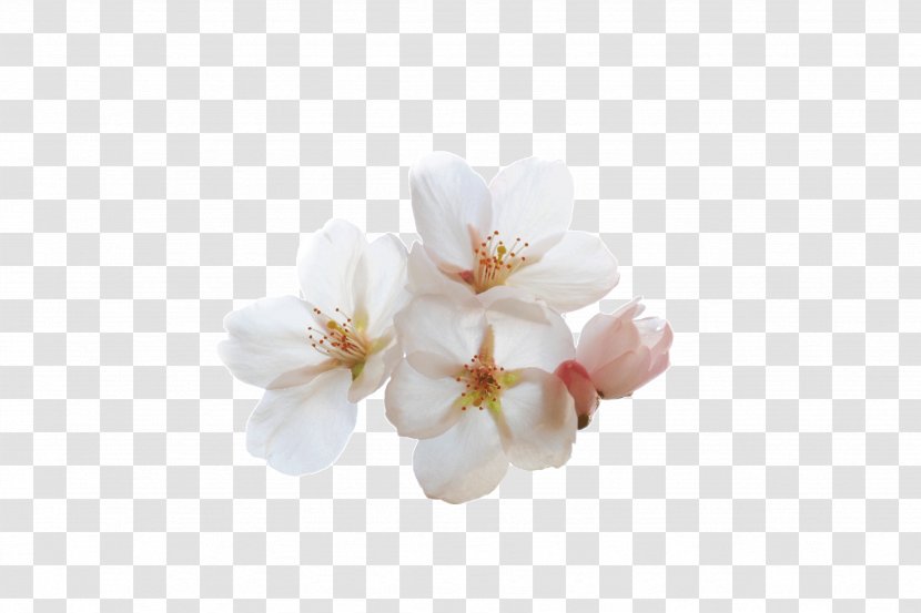 ST.AU.150 MIN.V.UNC.NR AD Symposium Cherry Blossom Community Moth Orchids - Stau150 Minvuncnr Ad Transparent PNG