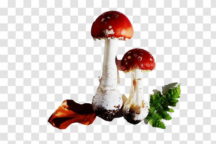 Mushroom Agaric Fungus Agaricus Medicinal - Agaricomycetes - Matsutake Transparent PNG