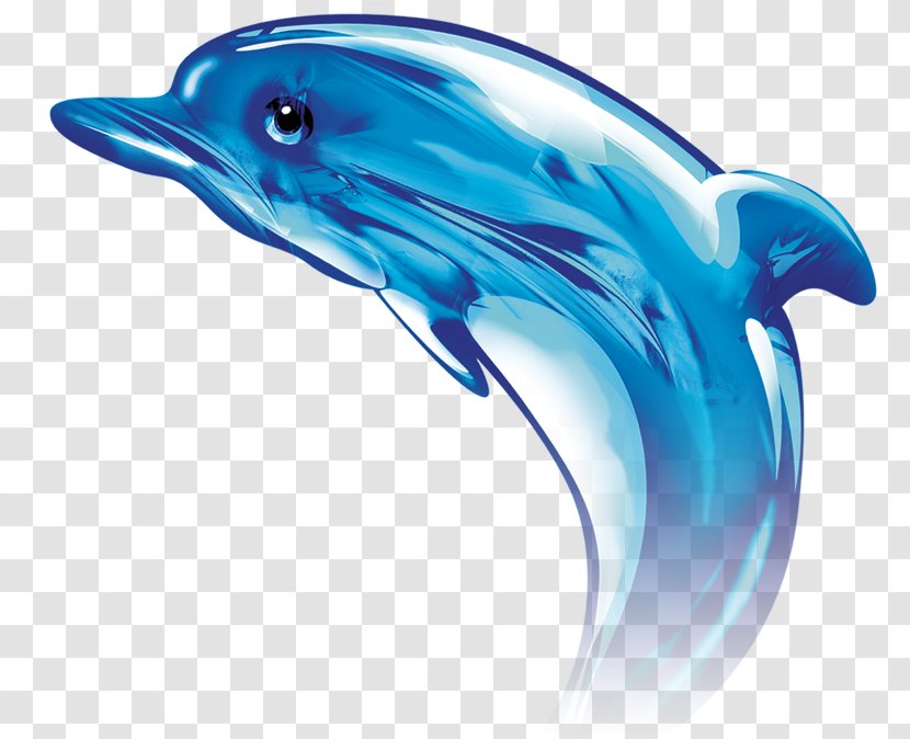 Common Bottlenose Dolphin Tucuxi - Organism Transparent PNG