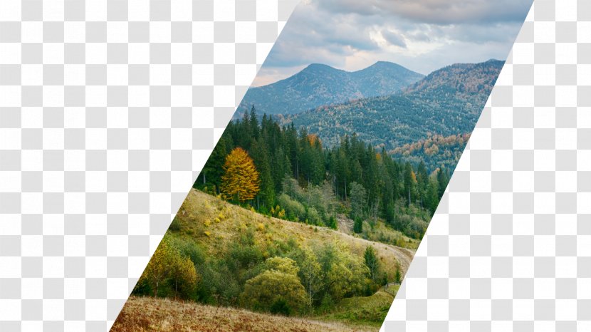 Sugar Hollow Retreat Misty Mountain Location Business - Grass Family - Warm Wedding Transparent PNG