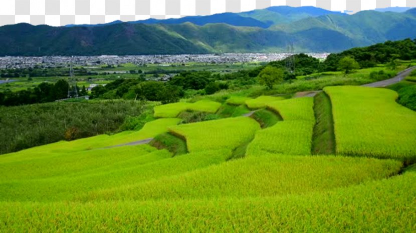 Paddy Field Oryza Sativa - Grass - Blue Mountains And Fields Transparent PNG