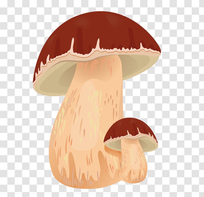 Edible Mushroom Autumn Boletus Edulis Clip Art - Common - Fungus Transparent PNG