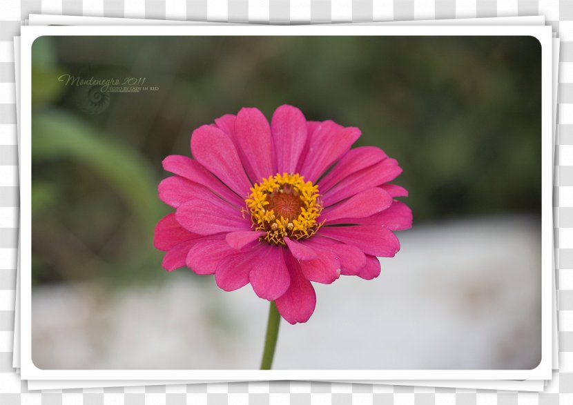 Garden Cosmos Transvaal Daisy Annual Plant Magenta - Montenegro Transparent PNG