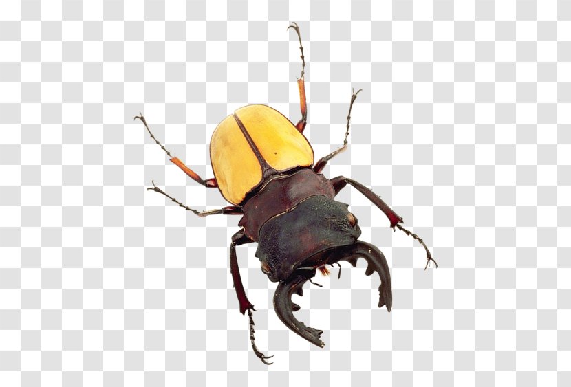 Beetle Bed Bug - Scarabs - Insect Transparent PNG