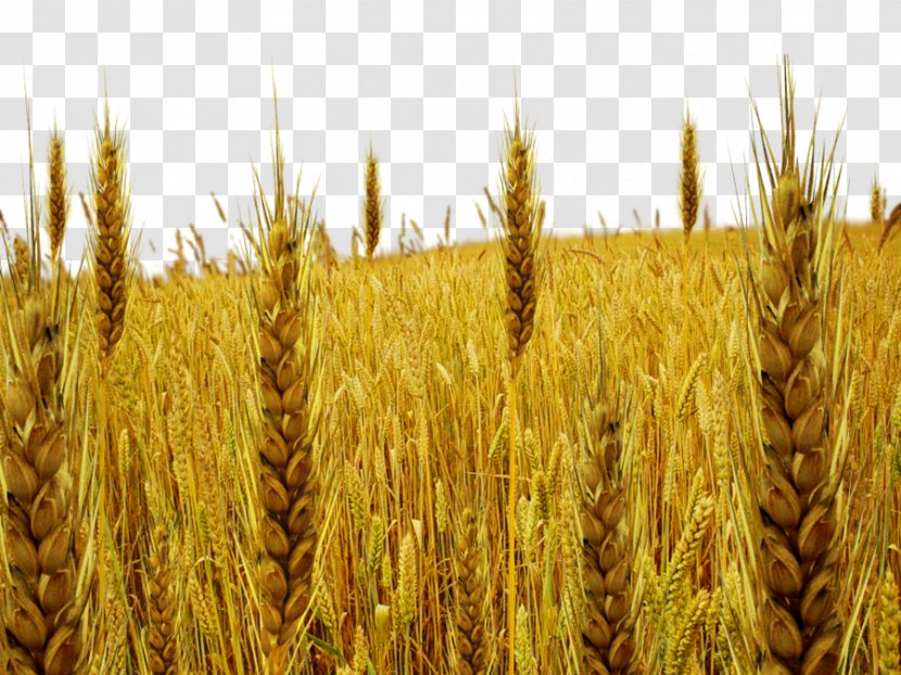Parable Of The Tares Wheat - Matthew 13 - Field Photo Transparent PNG