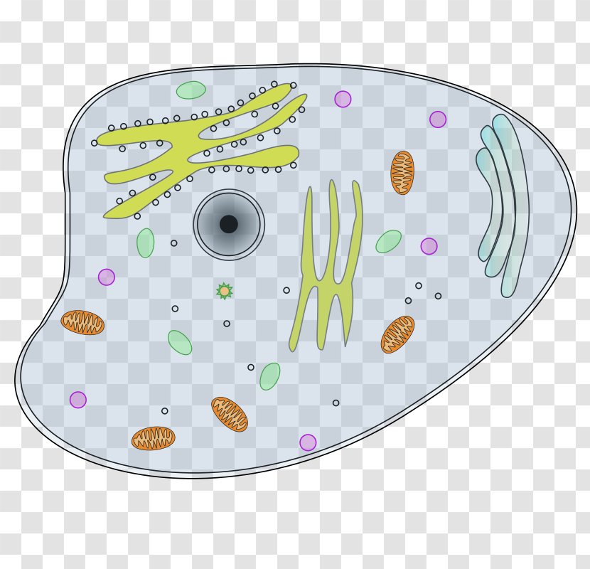 Plant Cell Cèl·lula Animal Clip Art - Material - Eukaryotic Transparent PNG