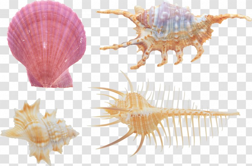 Seashell Sea Snail - Information Transparent PNG