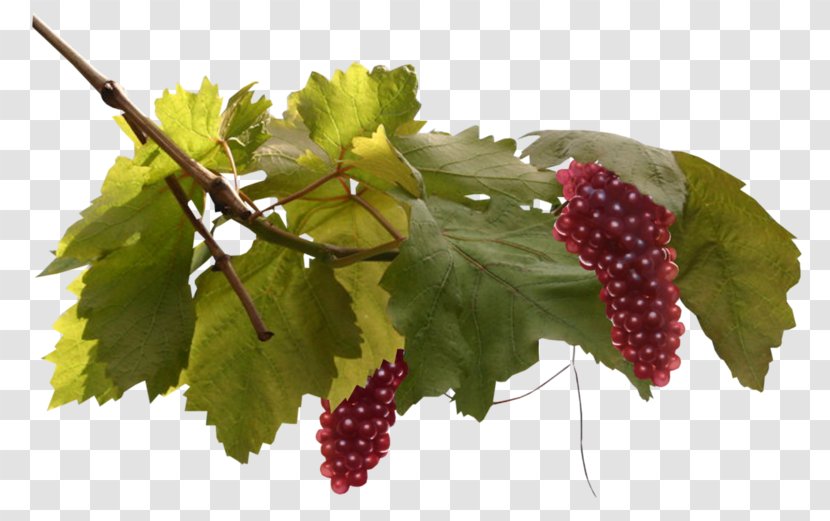 Common Grape Vine Leaves Seedless Fruit - Blog - Berry Plane Transparent PNG