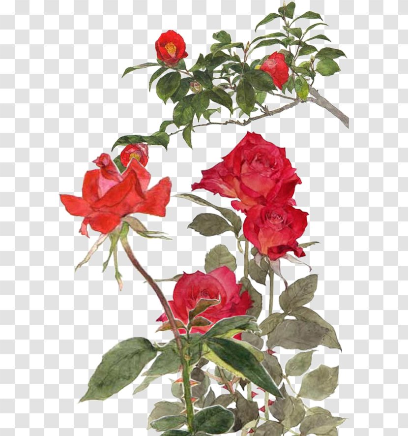 Garden Roses Centifolia Rosa Chinensis Memorial Rose Beach - Floral Design Transparent PNG