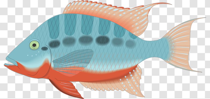 Vertebrate Fish Clip Art - Coral Reef - Peces Transparent PNG