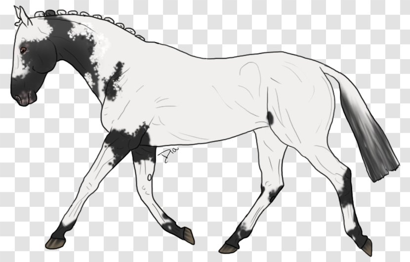 Mule Mustang Appaloosa Pony Foal - Bridle Transparent PNG