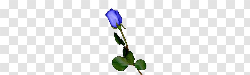 Blue Rose Garden Roses Centifolia Purple Cut Flowers - Black Transparent PNG