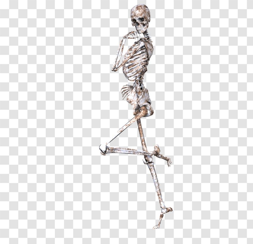 Human Skeleton Bone Body Skull - Cartoon Transparent PNG