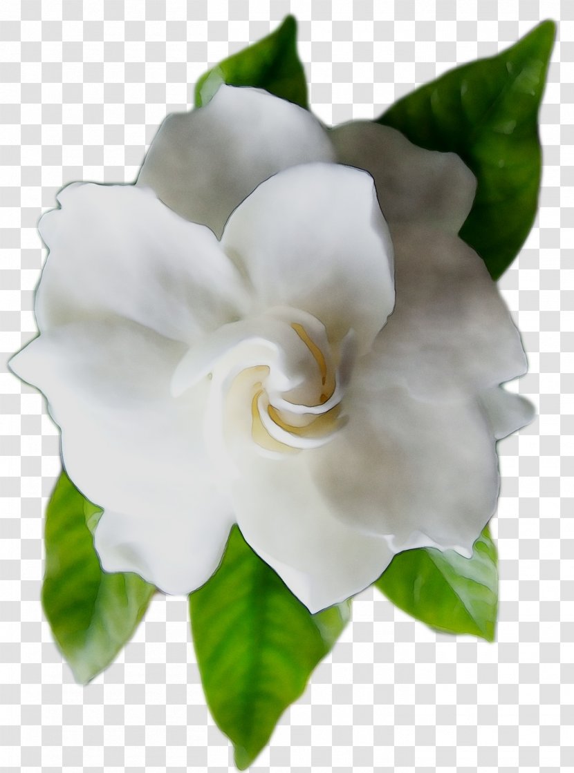Floribunda Gardenia - Rose - Magnolia Transparent PNG