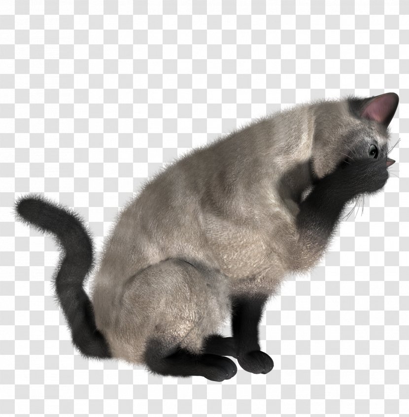 Cat Felidae Clip Art - Korat - Cats Transparent PNG