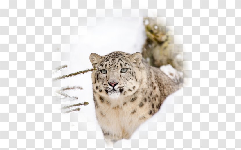 Snow Leopard Steemit Big Cat Earth - Wildlife Transparent PNG