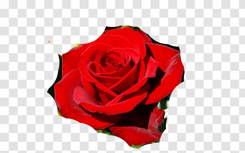 Garden Roses Desktop Wallpaper Floribunda - Rose Order Transparent PNG