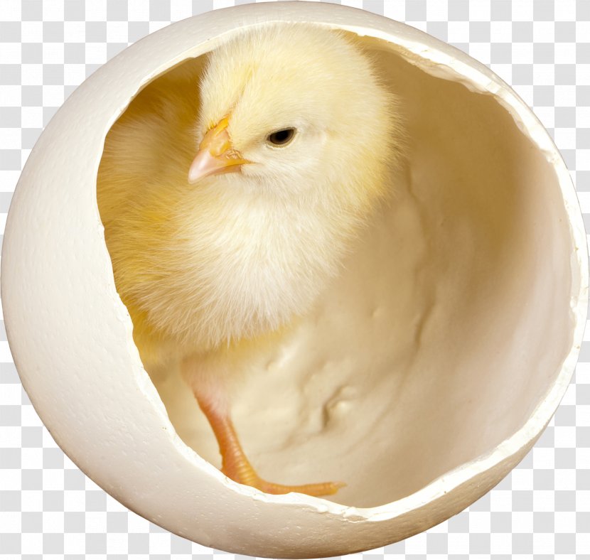 Silkie Fried Chicken Desktop Wallpaper Meat Easter - Water Bird Transparent PNG
