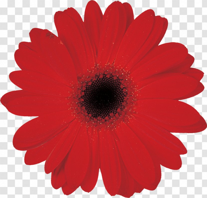 Flower Transvaal Daisy Petal Plant - Cut Flowers - Gerbera Transparent PNG