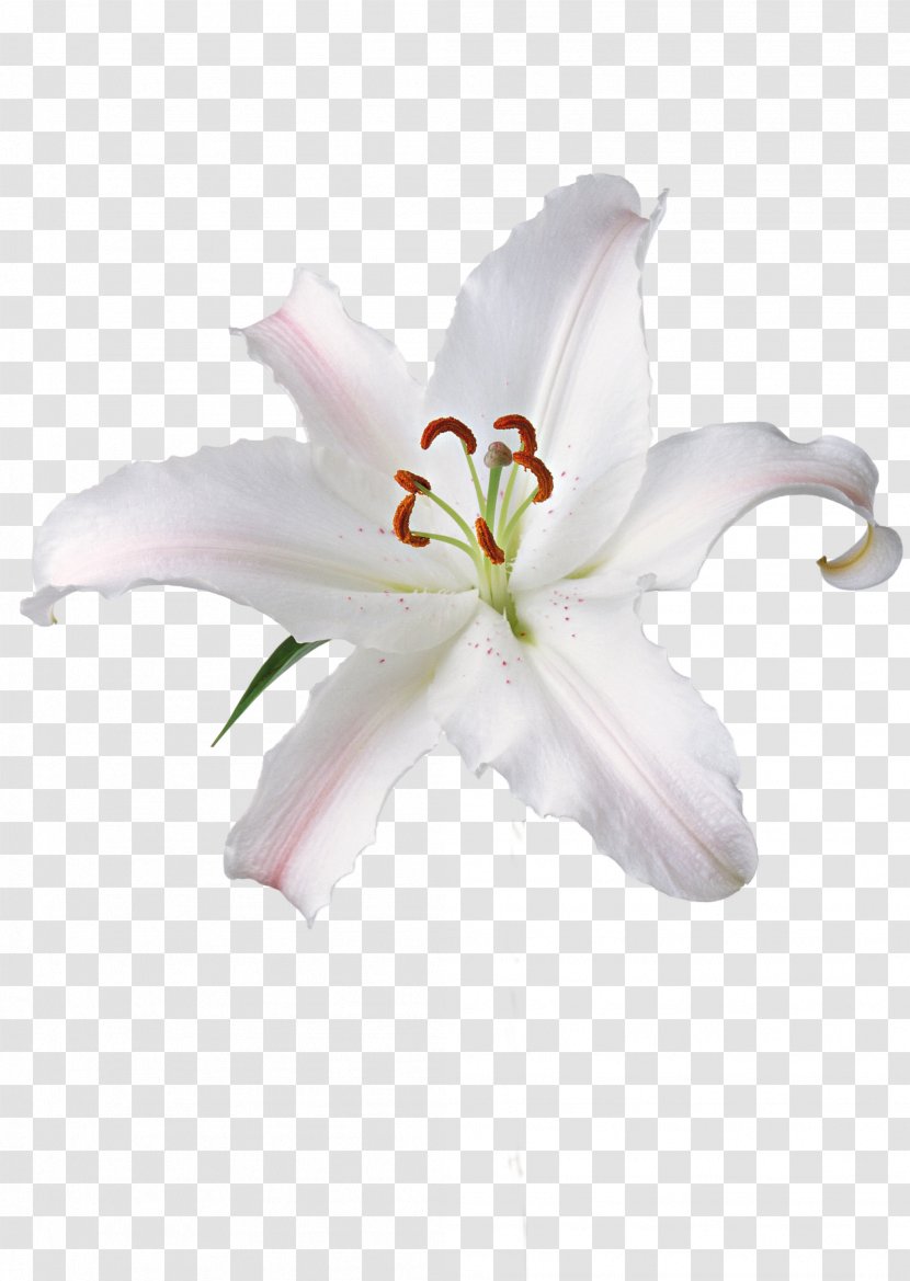 Flower Fleur-de-lis Madonna Lily Image Clip Art - Family - Orchid Transparent PNG