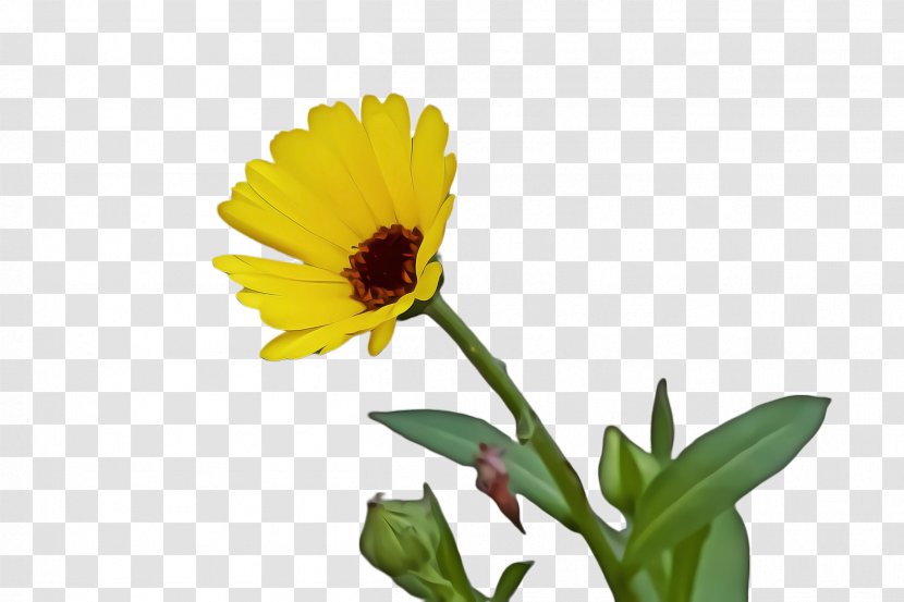 Flowers Background - Sunflower - Perennial Plant Gerbera Transparent PNG