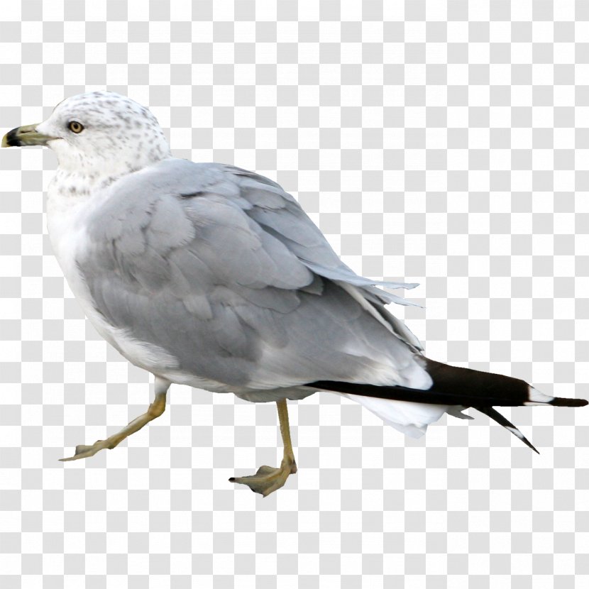 Gulls European Herring Gull Seabird Shorebirds - Columbidae - Seagull Transparent PNG