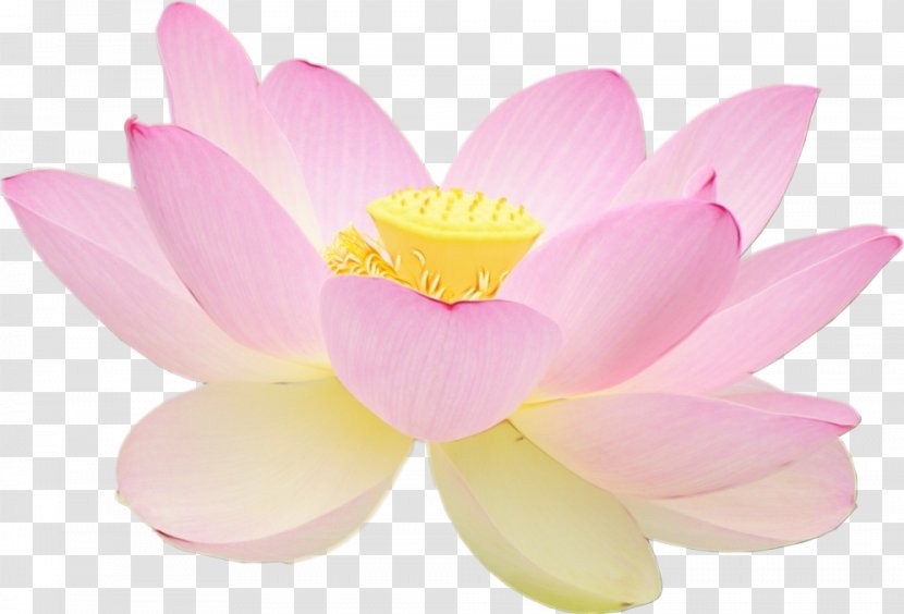 Lotus - Sacred - Flowering Plant Water Lily Transparent PNG