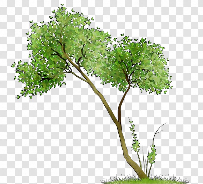 Flowerpot Houseplant Shrub Leaf - Branch - Woody Plant Transparent PNG