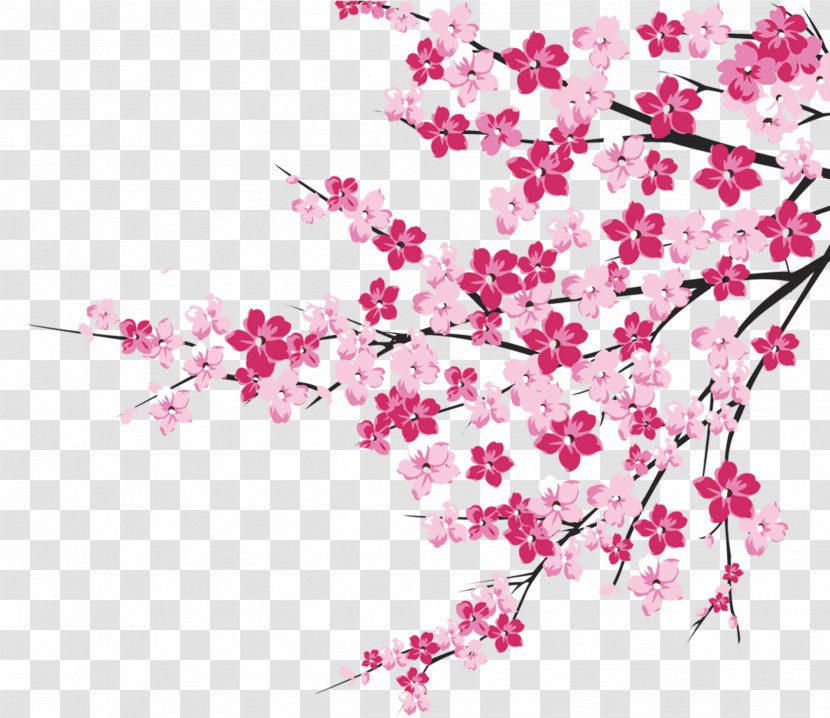 Cherry Blossom Image Clip Art Illustration Transparent PNG