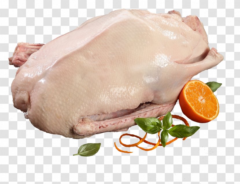 Anser Goose Domestic Duck Chicken - Galantine Transparent PNG