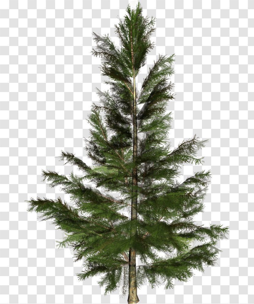 Spruce Christmas Tree Conifers Nordmann Fir Transparent PNG