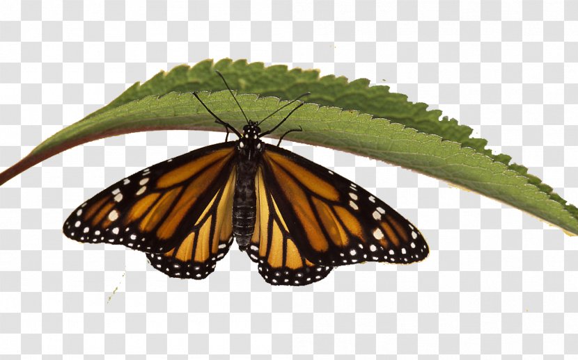 Monarch Butterfly Siberian Tiger Eastern Swallowtail Wallpaper - Invertebrate Transparent PNG