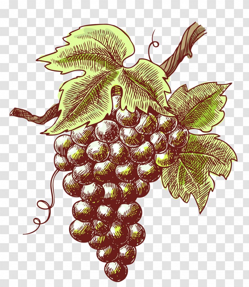Winery Vintage Mosel - Grape - Retro Grapes Transparent PNG