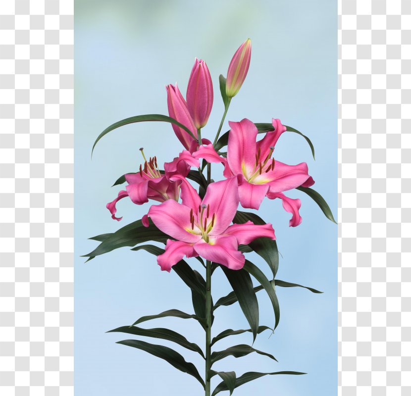 Floral Design Lily Of The Incas Cut Flowers Pink M Transparent PNG