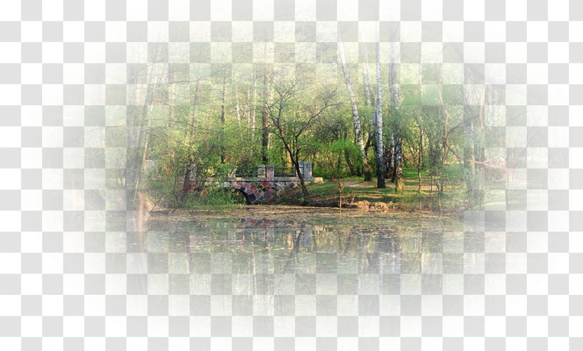 Bayou Swamp Water Resources Land Lot Tree - Bank - Summer City Landscape Transparent PNG