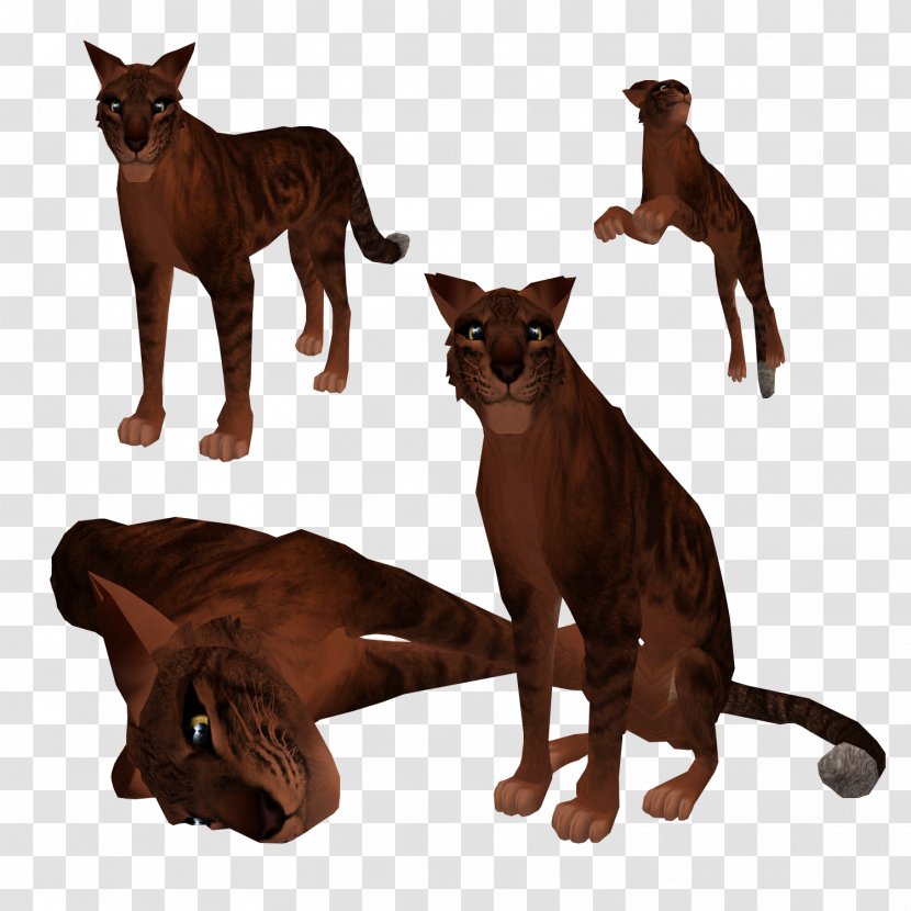 Cat Fauna Havana Brown Wildlife - Like Mammal Transparent PNG