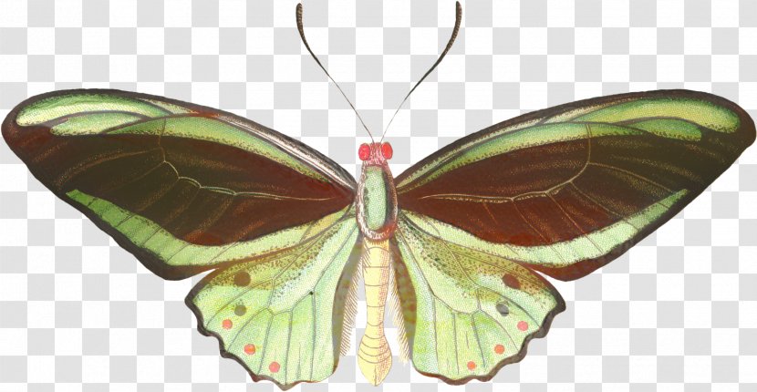 Monarch Butterfly Drawing - Silkworm - Emperor Moths Brushfooted Transparent PNG