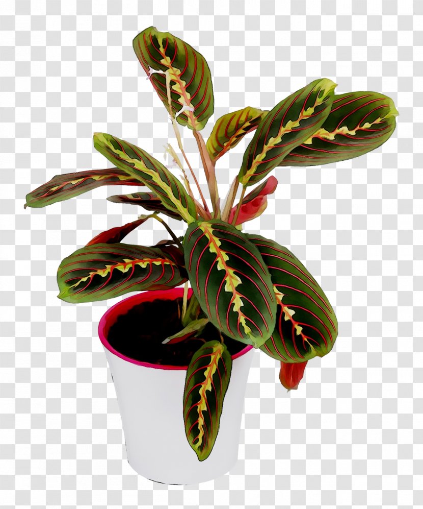 Arrowroots Flowerpot Houseplant - Flower Transparent PNG