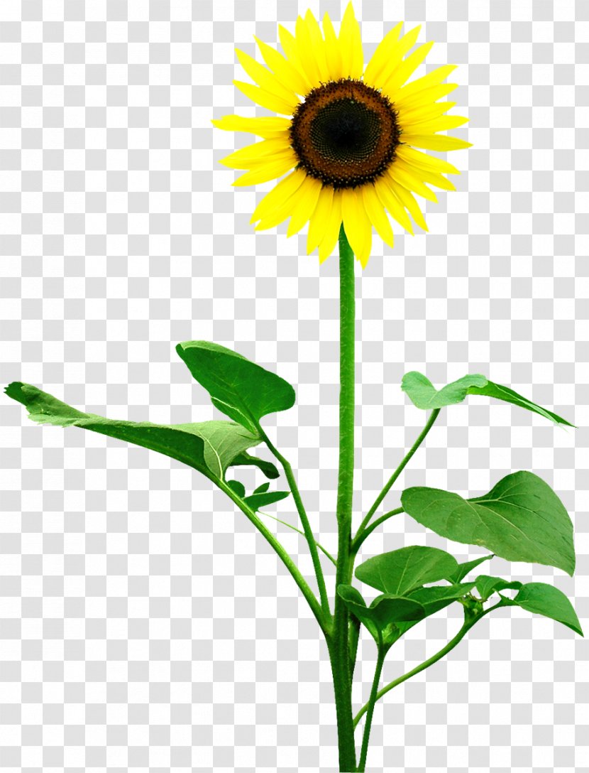 Common Sunflower Leaf Money Photography - Email - Sun Flower Transparent PNG