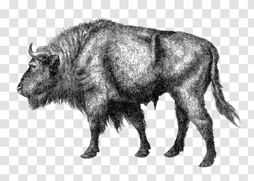 Elm Creek Wild Boar Cattle Bison Peccary - Animal - Buffalo Transparent PNG