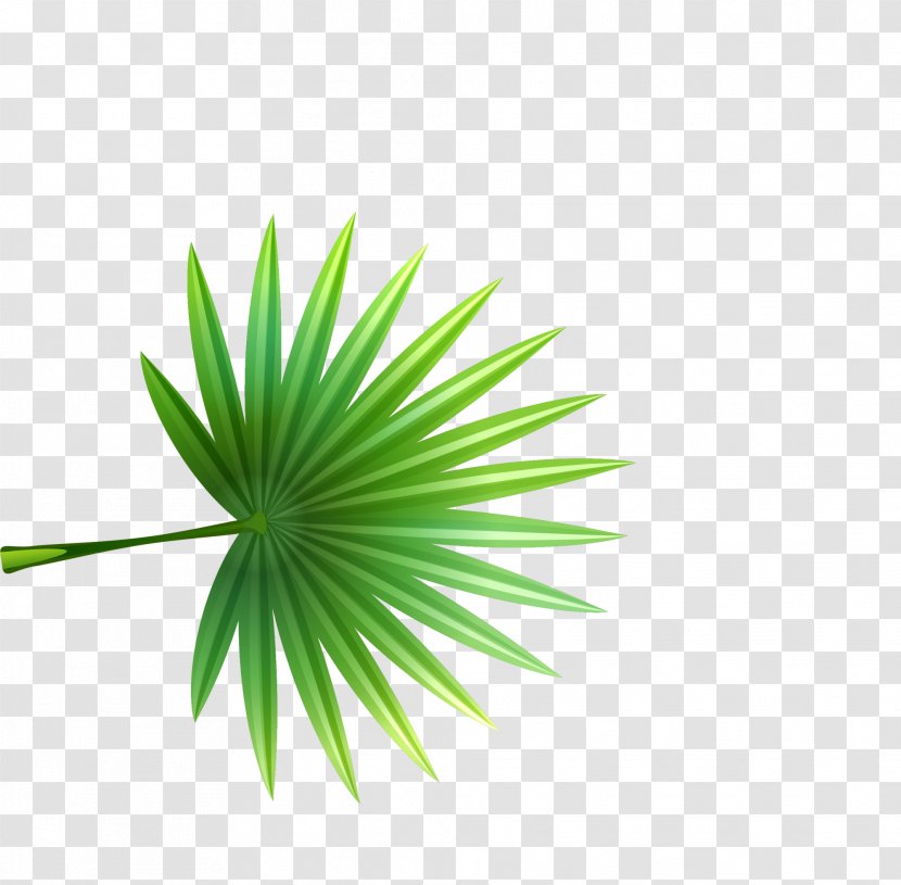 Leaf Green Plant Stem Pattern - And Simple Grass Transparent PNG