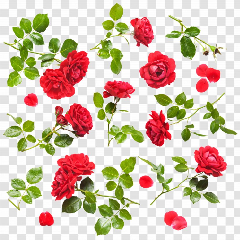 Rose Stock Photography Flower Drop Clip Art - Stockxchng - Red Transparent PNG