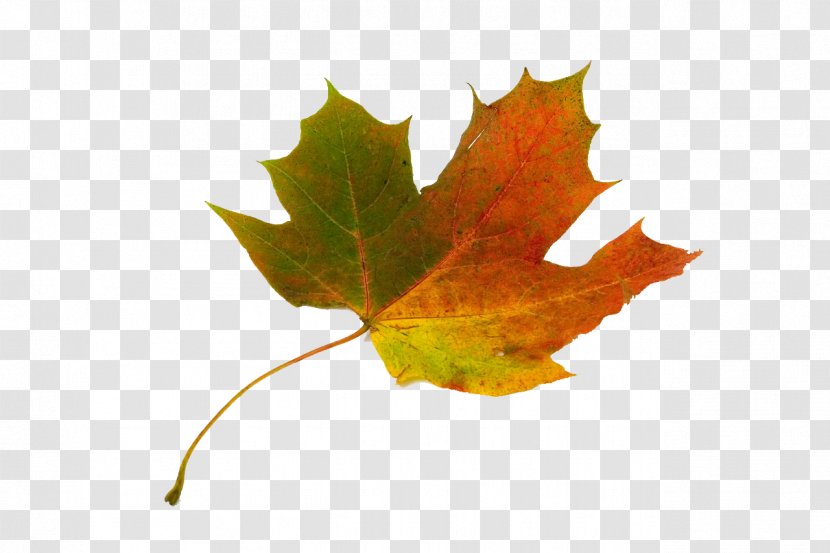 Sugar Maple Leaf Japanese Autumn Color - Leaves Transparent PNG