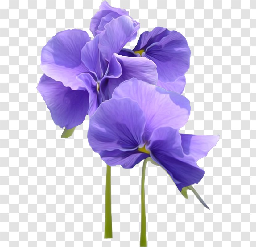 Violet Parr Flower Pansy Transparent PNG