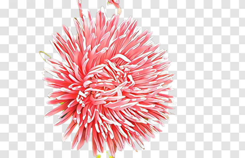 Pink Pom-pom Flower Plant Transparent PNG