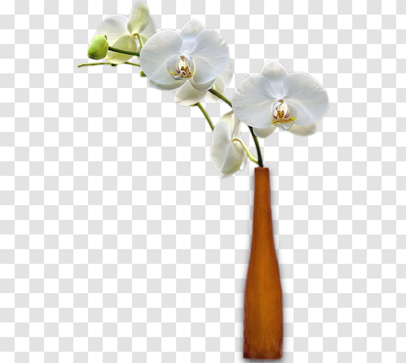 Vase Cut Flowers Moth Orchids - Flower Transparent PNG