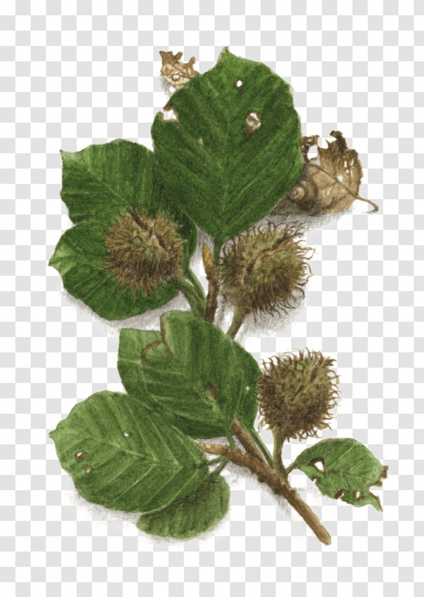 Tree European Beech Beechnut Fagus Grandifolia Leaf Transparent PNG